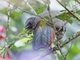 Speckled Chachalaca (Ortalis guttata)
