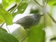 Plain Antvireo (Dysithamnus mentalis)