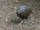 Brown Tinamou (Crypturellus obsoletus)