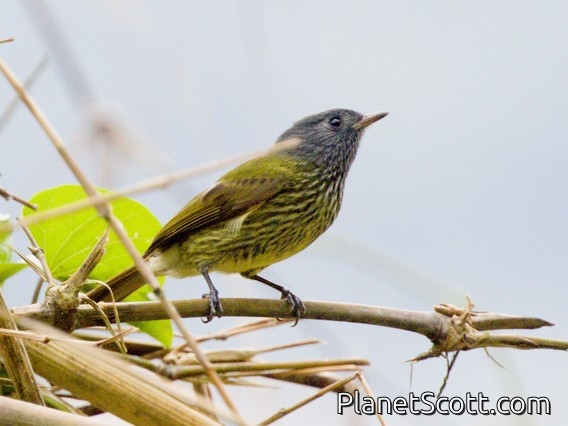 Streak-necked Flycatcher (Mionectes striaticollis)