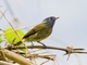 Streak-necked Flycatcher (Mionectes striaticollis)