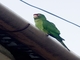 Mitred Parakeet (Psittacara mitratus)
