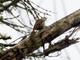 Streaked Xenops (Xenops rutilans)