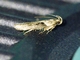 Twirler Moth (Chionodes sp)
