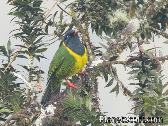 Band-tailed Fruiteater (Pipreola intermedia)