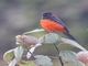 Scarlet-bellied Mountain Tanager (Anisognathus igniventris)
