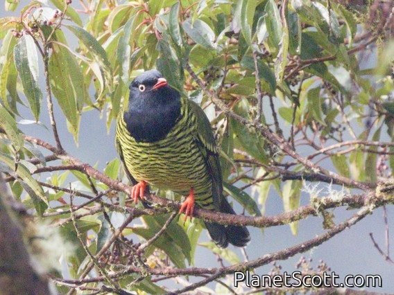 Barred Fruiteater (Pipreola arcuata)