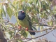 Barred Fruiteater (Pipreola arcuata)