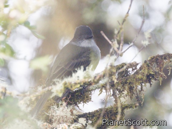 Pale-edged Flycatcher (Myiarchus cephalotes)