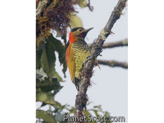 Crimson-mantled Woodpecker (Colaptes rivolii)