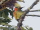 Crimson-mantled Woodpecker (Colaptes rivolii)