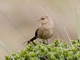 Scribble-tailed Canastero (Asthenes maculicauda)