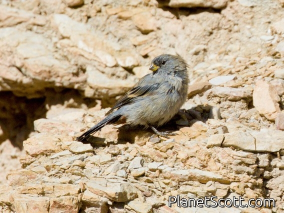 Band-tailed Seedeater (Catamenia analis)