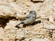 Band-tailed Sierra Finch (Rhopospina alaudina)
