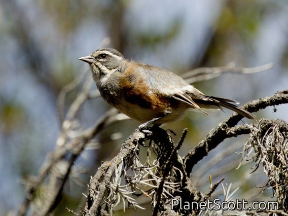 Rufous-sided Warbling Finch (Poospiza hypochondria)