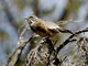 Rufous-sided Warbling Finch (Poospizopsis hypochondria)