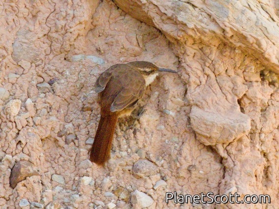 Rock Earthcreeper (Upucerthia andaecola)
