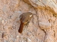 Rock Earthcreeper (Upucerthia andaecola)