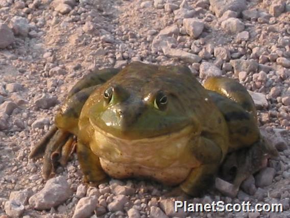 American Bullfrog (Rana catesbeiana)