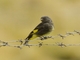 Black Siskin (Spinus atratus)