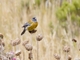 Peruvian Sierra Finch (Phrygilus punensis)