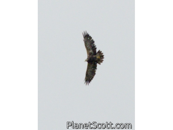 Andean Condor (Vultur gryphus)