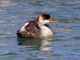 Titicaca Grebe (Rollandia microptera)