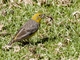 Bright-rumped Yellow-Finch (Sicalis uropygialis)