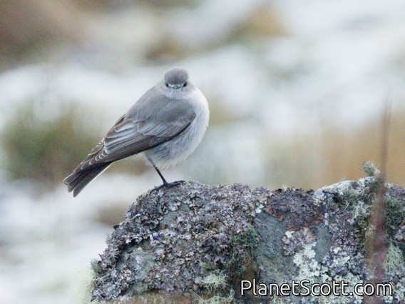 White-browed Ground-Tyrant (Muscisaxicola albilora)