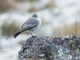 White-browed Ground-Tyrant (Muscisaxicola albilora)