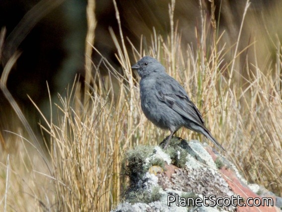 Ash-breasted Sierra Finch (Geospizopsis plebejus)