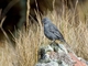Plumbeous Sierra Finch (Geospizopsis unicolor)