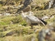 Puna Ibis (Plegadis ridgwayi)