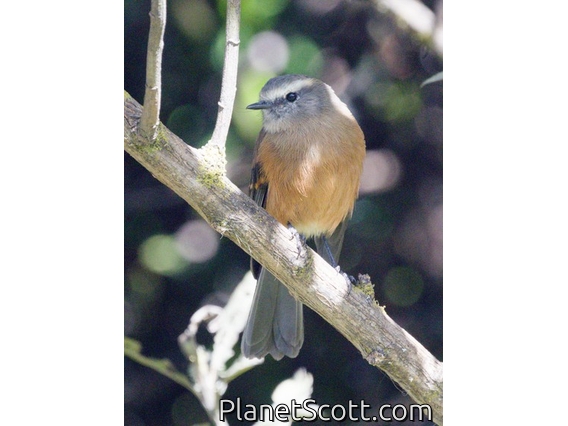 Brown-backed Chat-Tyrant (Ochthoeca fumicolor)