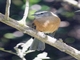 Brown-backed Chat-Tyrant (Ochthoeca fumicolor)