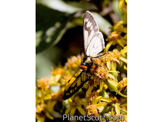 Firetip (Sarbia cosinga)
