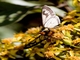 Firetip (Sarbia cosinga)