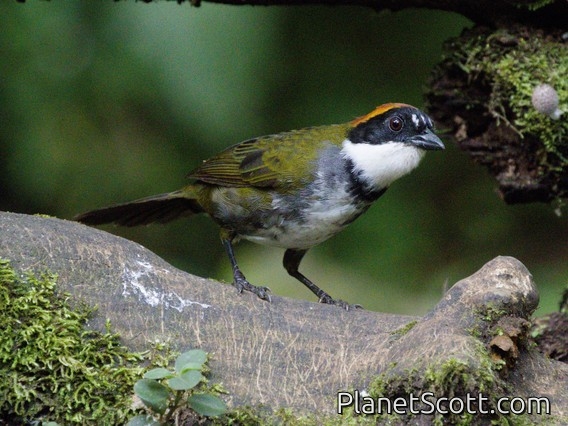 Chestnut-capped Brushfinch (Arremon brunneinucha)