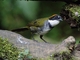 Chestnut-capped Brushfinch (Arremon brunneinucha)