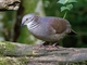 White-throated Quail-Dove (Zentrygon frenata)