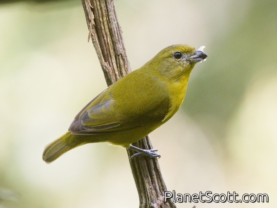 Thick-billed Euphonia (Euphonia laniirostris)