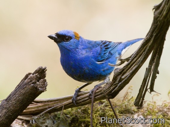 Golden-naped Tanager (Chalcothraupis ruficervix)