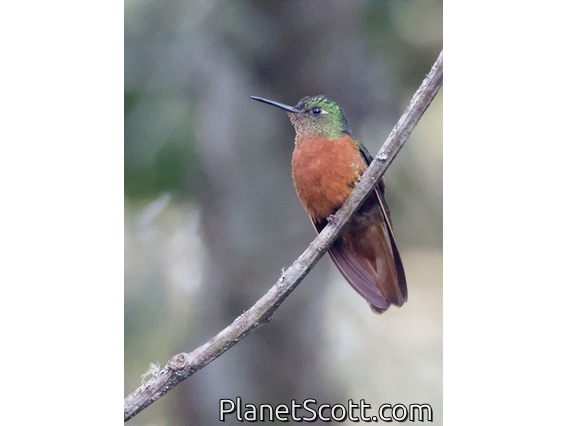 Chestnut-breasted Coronet (Boissonneaua matthewsii)