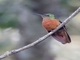 Chestnut-breasted Coronet (Boissonneaua matthewsii)