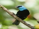 Blue-necked Tanager (Stilpnia cyanicollis)