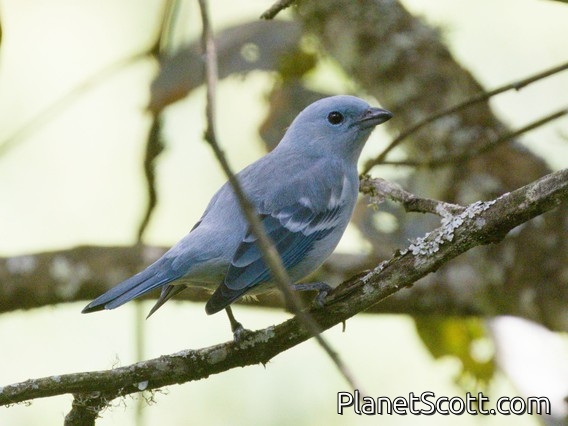 Blue-gray Tanager (Thraupis episcopus)