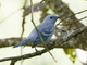 Blue-gray Tanager (Thraupis episcopus)