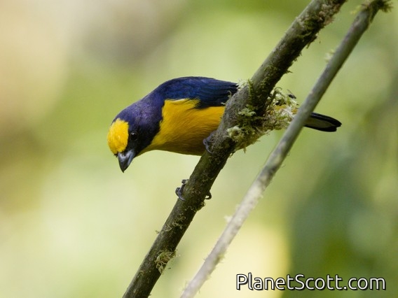 Thick-billed Euphonia (Euphonia laniirostris)