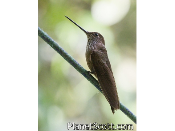 Bronzy Inca (Coeligena coeligena)
