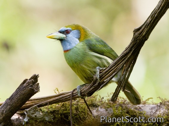 Versicolored Barbet (Eubucco versicolor)